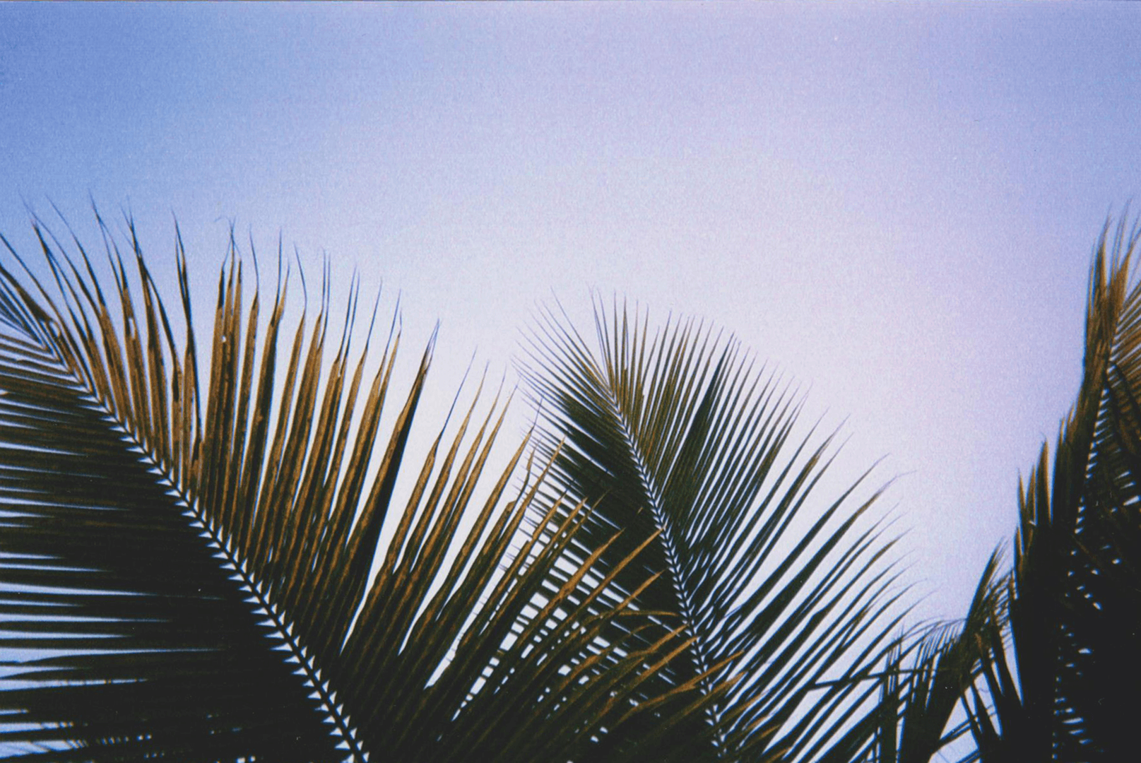 A grainy image of palm leaves taken in Fiji